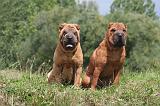 SHAR-PEI 806